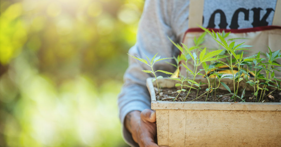 What Is Delta 8 THC and Its Benefits