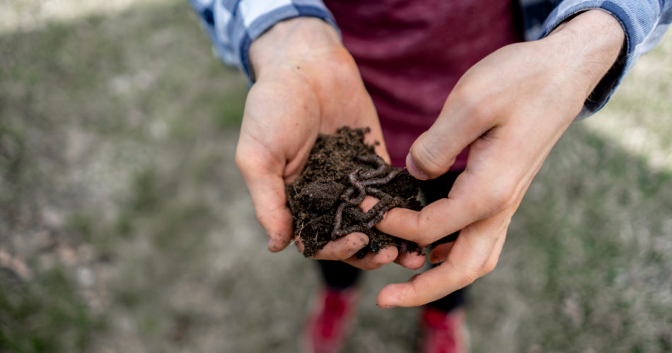 Should You Be Worried About Earthworms in Your Lawn