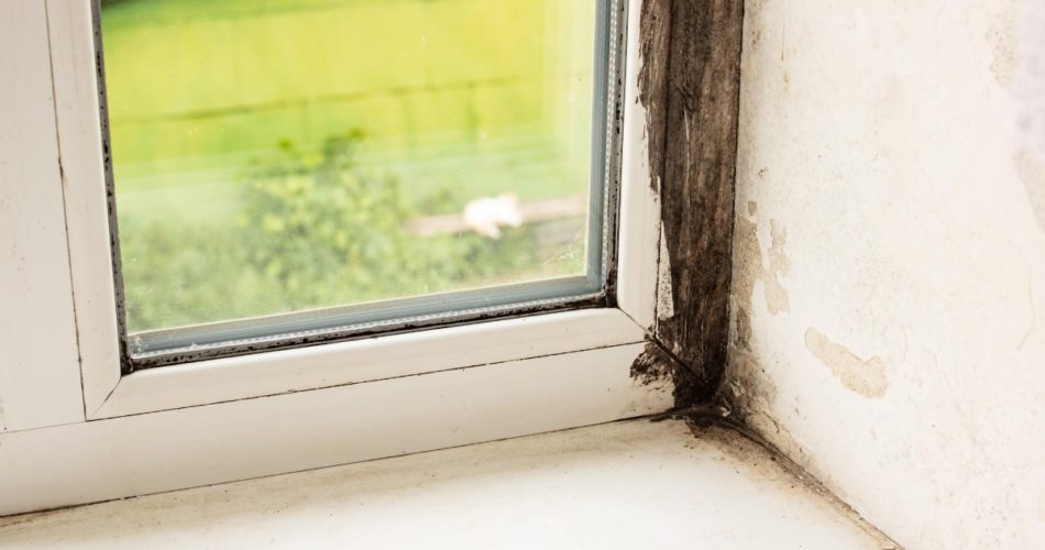 Why You Should Be Worried About Mold in Your Home