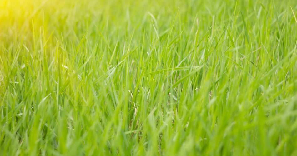 The Pros and Cons of Artificial Turf for Backyard Landscaping