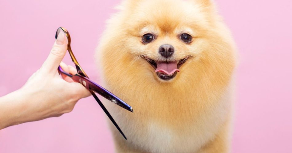 The 3 Best Reasons You Should Be Keeping Your Dog Groomed