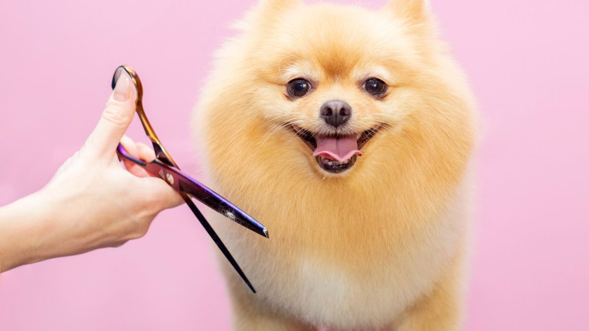 The 3 Best Reasons You Should Be Keeping Your Dog Groomed
