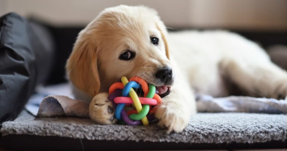 Best Pet-Friendly Accessories for Pet Owners