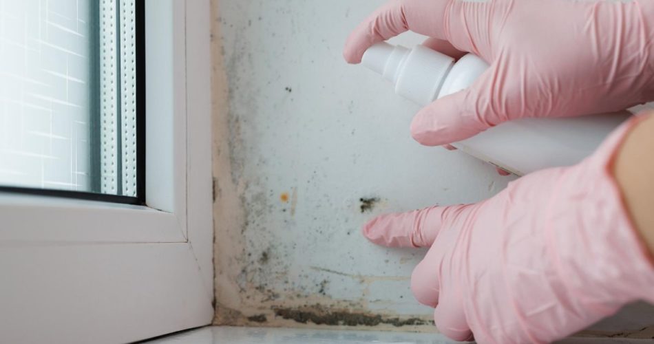 What Is the Importance of Mold Testing?