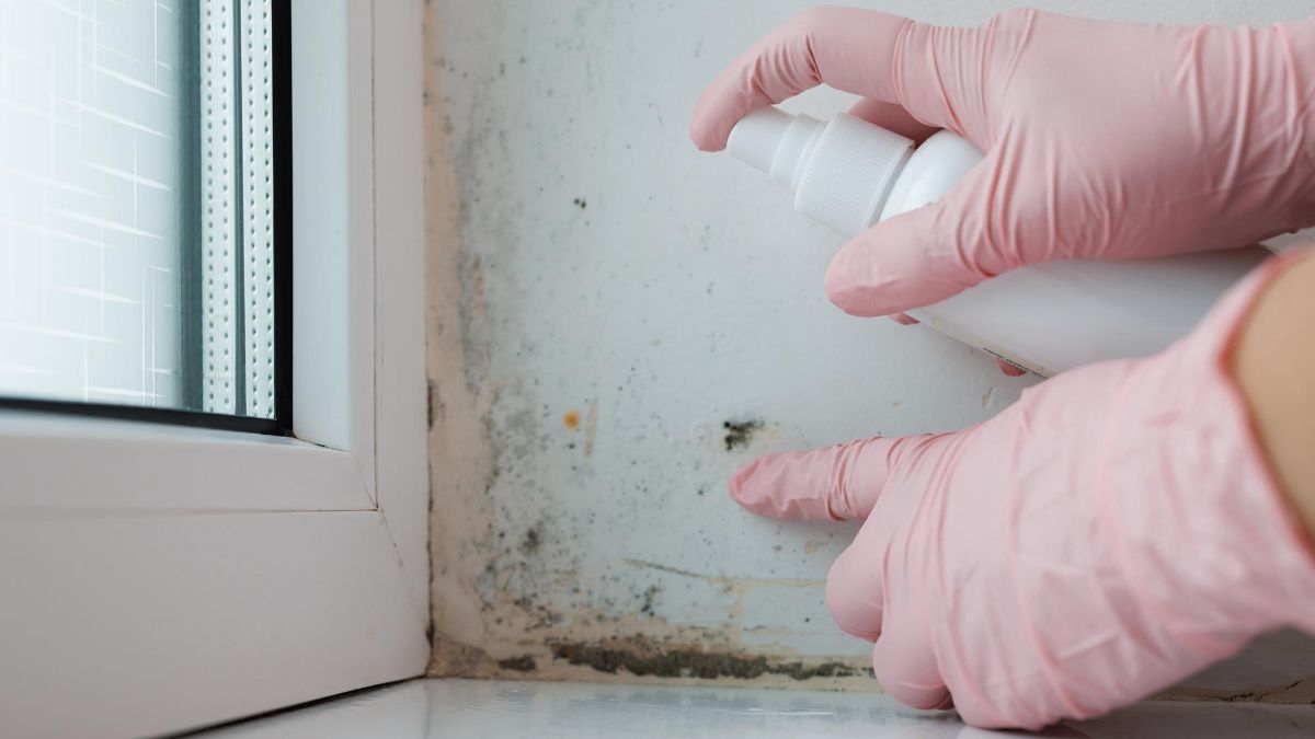 What Is the Importance of Mold Testing?